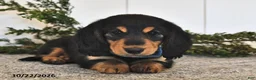 Miniature Dachshund dogs for sale: Frankie  - Ad 4