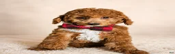 Mini Goldendoodle dogs for sale: Graham – Petite Mini F1BB Goldendoodle – Head StartGoldendoodle • Potty & Crate Trained - Ad 5