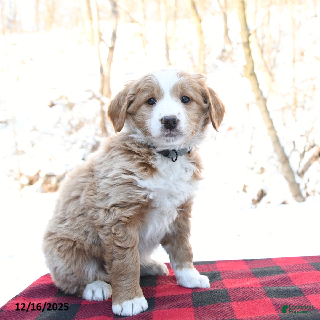 Mini Bernedoodle dogs for sale: Joy - Ad 3