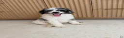 Miniature Poodle dogs for sale: Goose  - Ad 5
