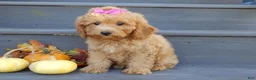 Mini Goldendoodle dogs for sale: Sheila - Ad 6