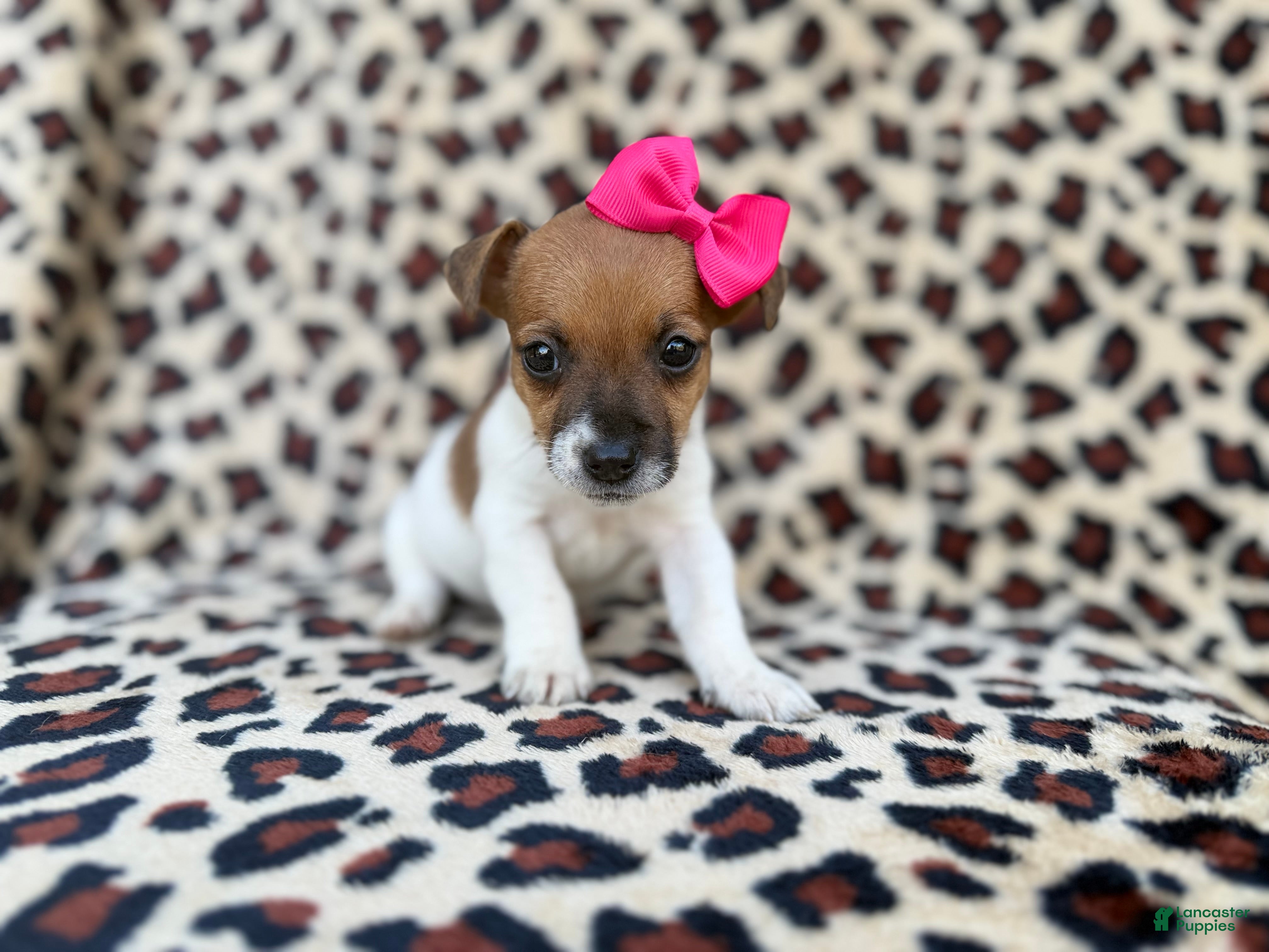 Jack Russell Terrier dogs Brooklynn - Ad 1