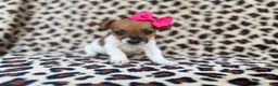 Jack Russell Terrier dogs for sale: Brooklynn - Ad 1