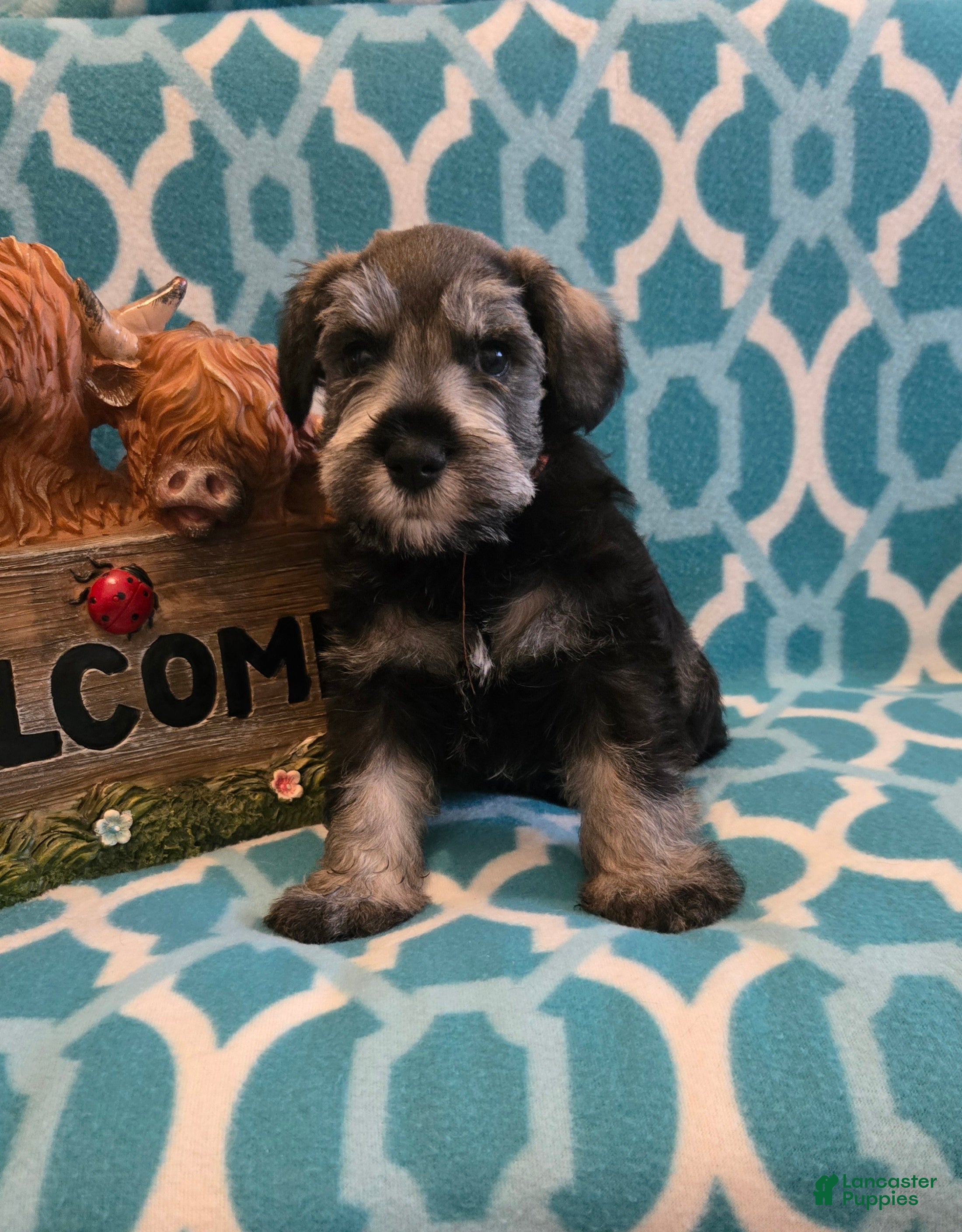 Miniature Schnauzer dogs Maverick - Ad 39