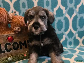 Miniature Schnauzer dogs Maverick - Ad 39