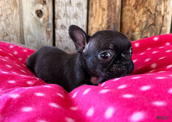 Frenchton dogs Cranberry  - Ad 2