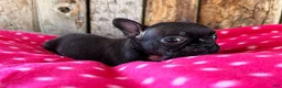 Frenchton dogs for sale: Cranberry  - Ad 2