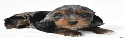 Cockapoo dogs for sale: Jasper - Ad 2