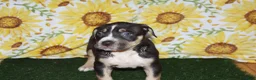 American Bully dogs for sale: XL American Bully 3 - Ad 3