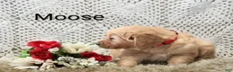 Golden Retriever dogs for sale: Moose - Ad 3