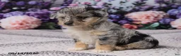 Corgipoo dogs for sale: Alex - Ad 6