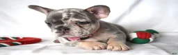 French Bulldog dogs for sale: Trixie - Ad 24