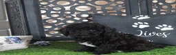 Miniature Poodle dogs for sale: Klondike Gorgeous Black and white Poodle Puppy - Ad 1