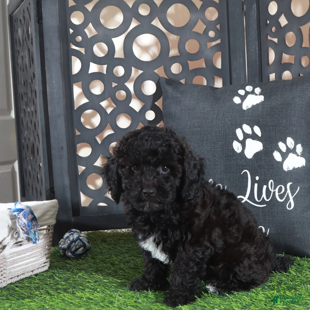 Miniature Poodle dogs for sale: Klondike Gorgeous Black and white Poodle Puppy - Ad 1