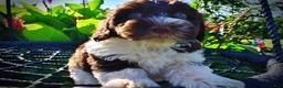 Havapoo dogs for sale: Bandit - Ad 3