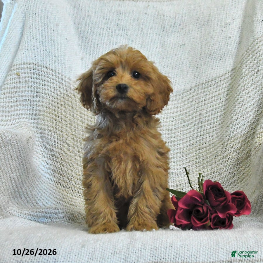 Cockapoo dogs for sale: Melody - Ad 2