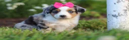 Miniature Australian Shepherd dogs for sale: Daisy - Ad 3