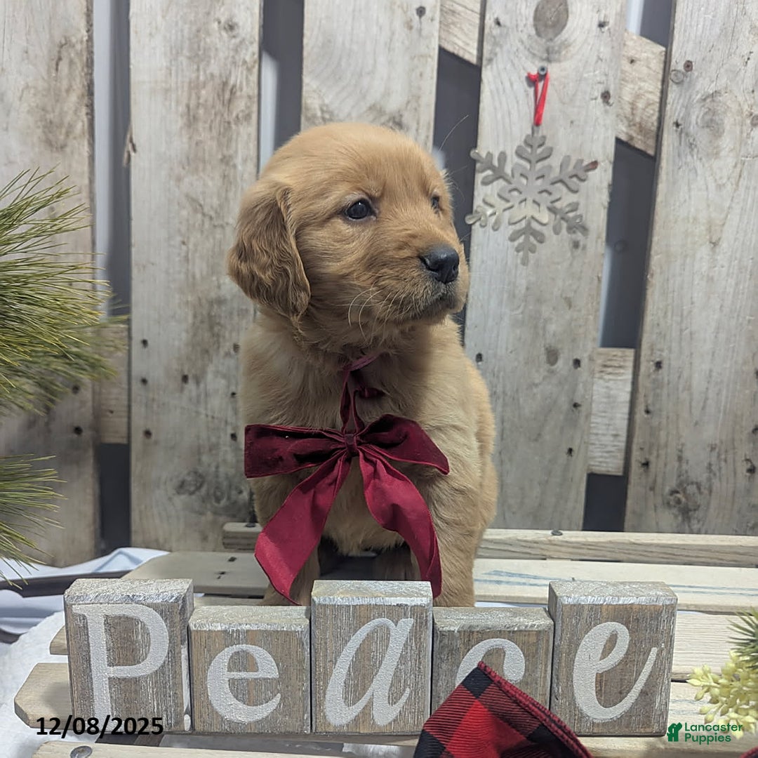 Golden Retriever dogs for sale: Peace - Ad 5