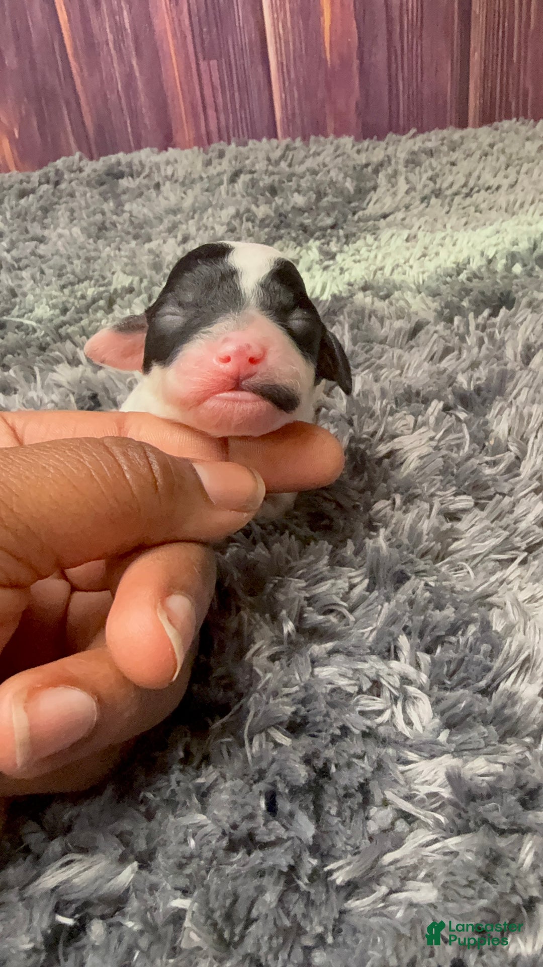 Miniature Poodle dogs for sale: Mr . Mustache  - Ad 3