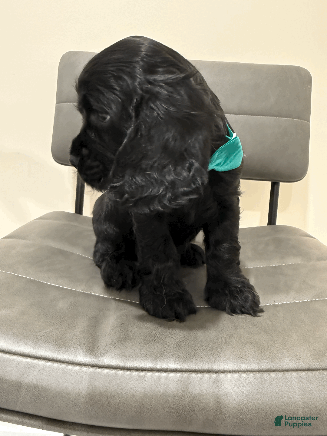 Cocker Spaniel dogs for sale: Cocoa  - Ad 2