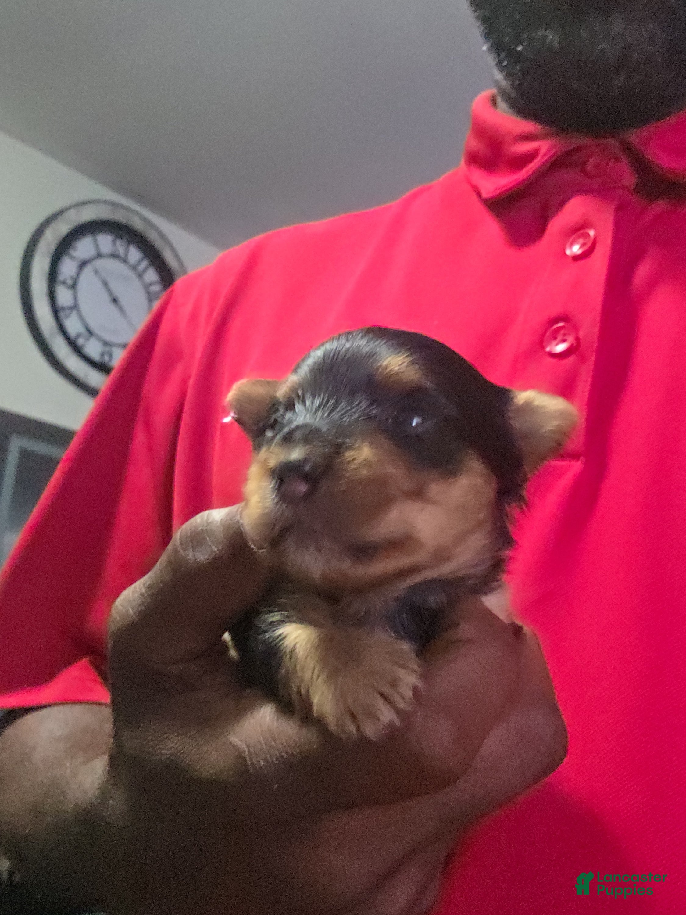 Yorkiepoo dogs Yorkie 1 - Ad 29