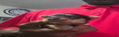 Yorkie 1