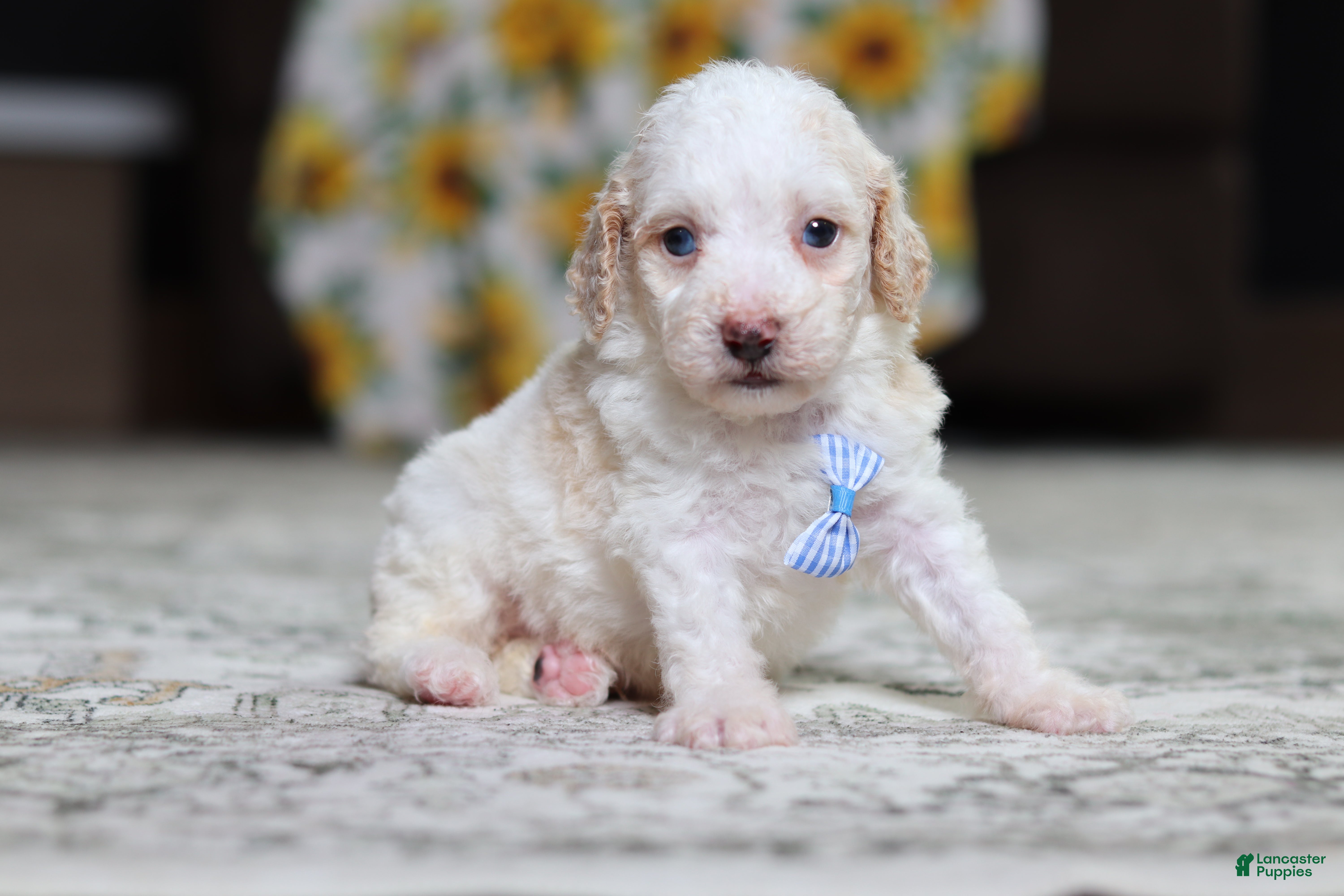 Miniature Poodle dogs Monty - Ad 1