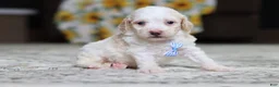 Miniature Poodle dogs for sale: Monty - Ad 1