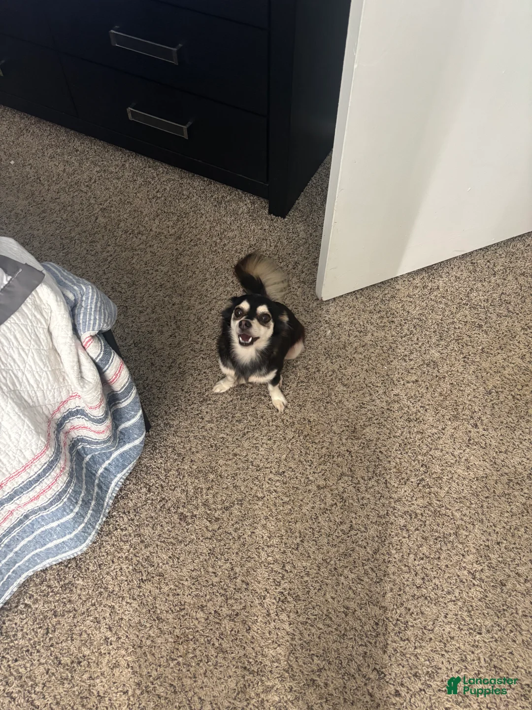 Chihuahua dogs for sale: Urgent read  1 - Ad 2