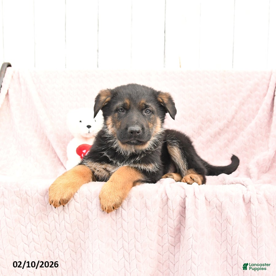 German Shepherd dogs Sam - Ad 2