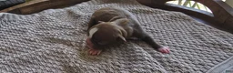 Boston Terrier dogs for sale: Boston Terrier Puppy 2 - Ad 4