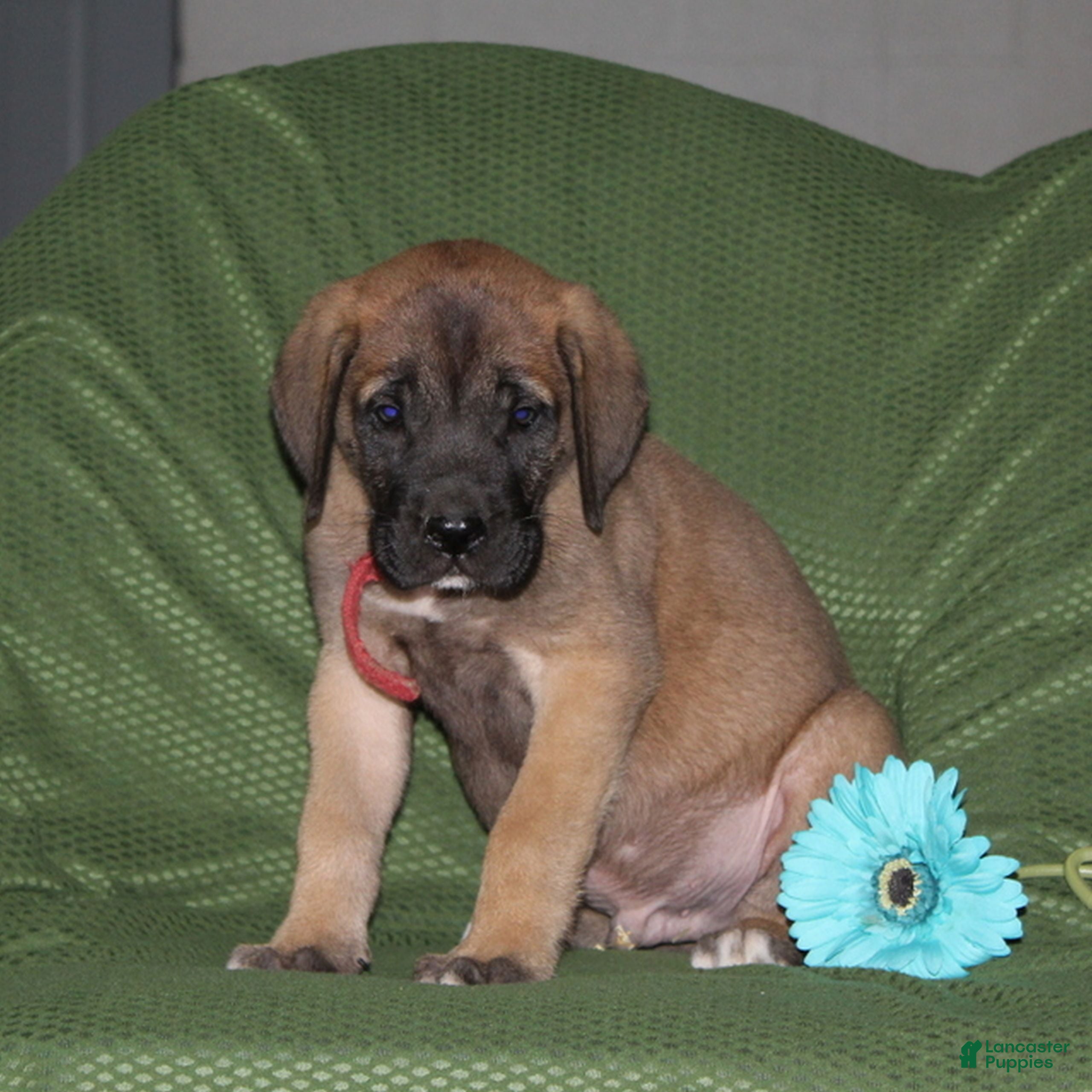 English Mastiff dogs George  - Ad 1