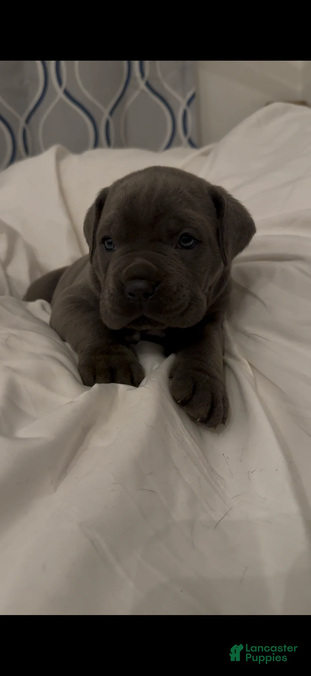 Cane Corso dogs for sale: Rhino - Ad 1