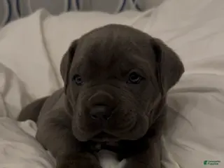 Cane Corso dogs for sale: Rhino - Ad 2
