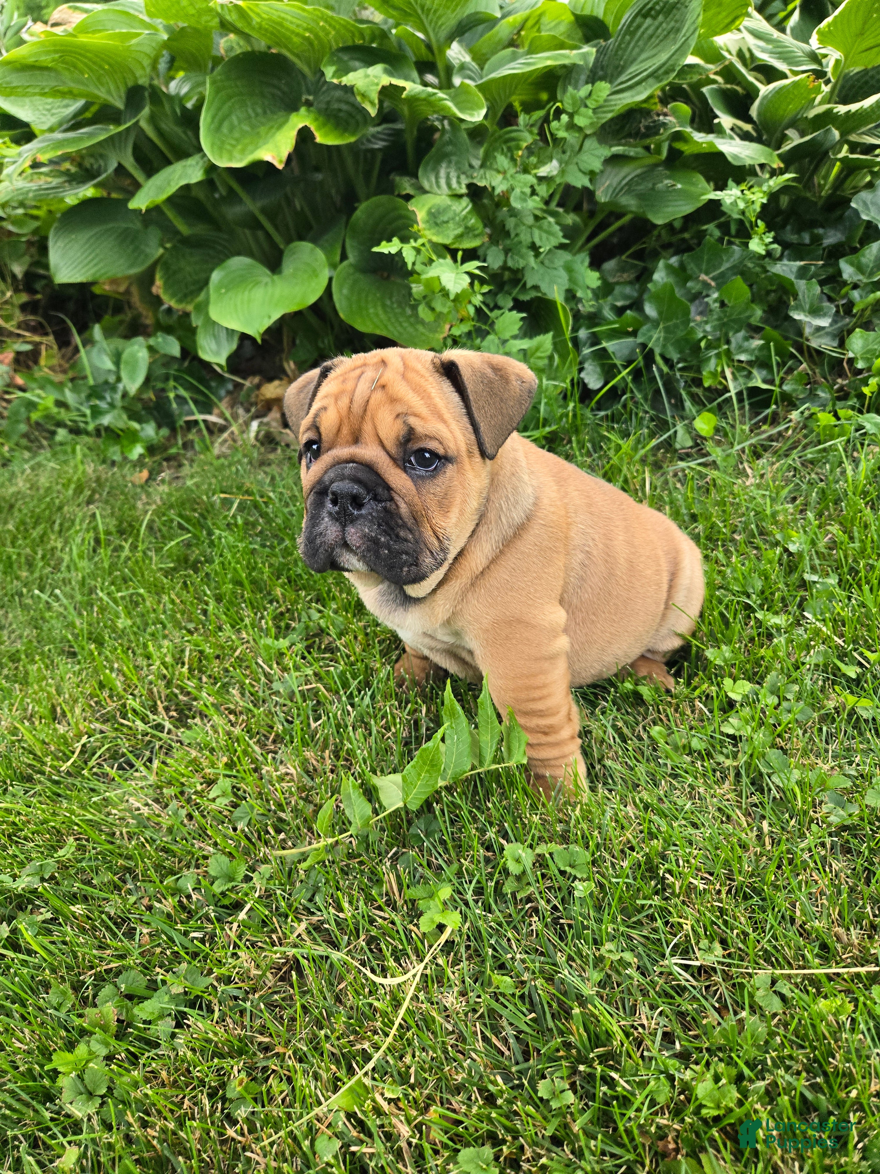 English Bulldog dogs Cooper - Ad 2