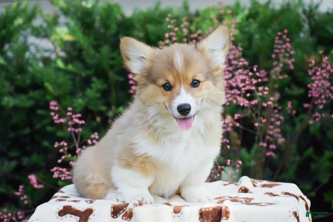 Welsh Corgi Pembroke dogs for sale: Fletcher - Ad 1