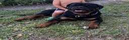 Rottweiler dogs for sale: Churro - Ad 6