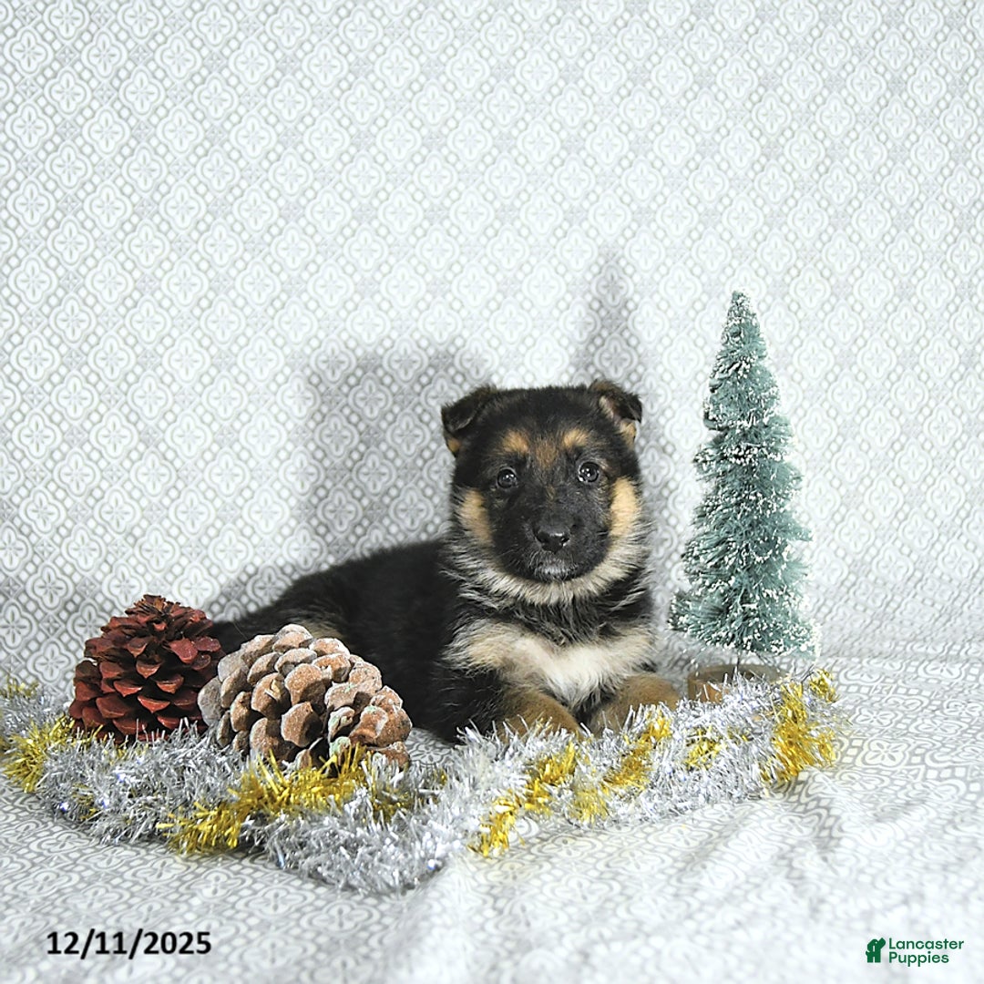 German Shepherd dogs for sale: Zeus - Ad 2