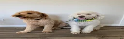 Double Doodle dogs for sale: River - F2 Double Doodle - Ad 16