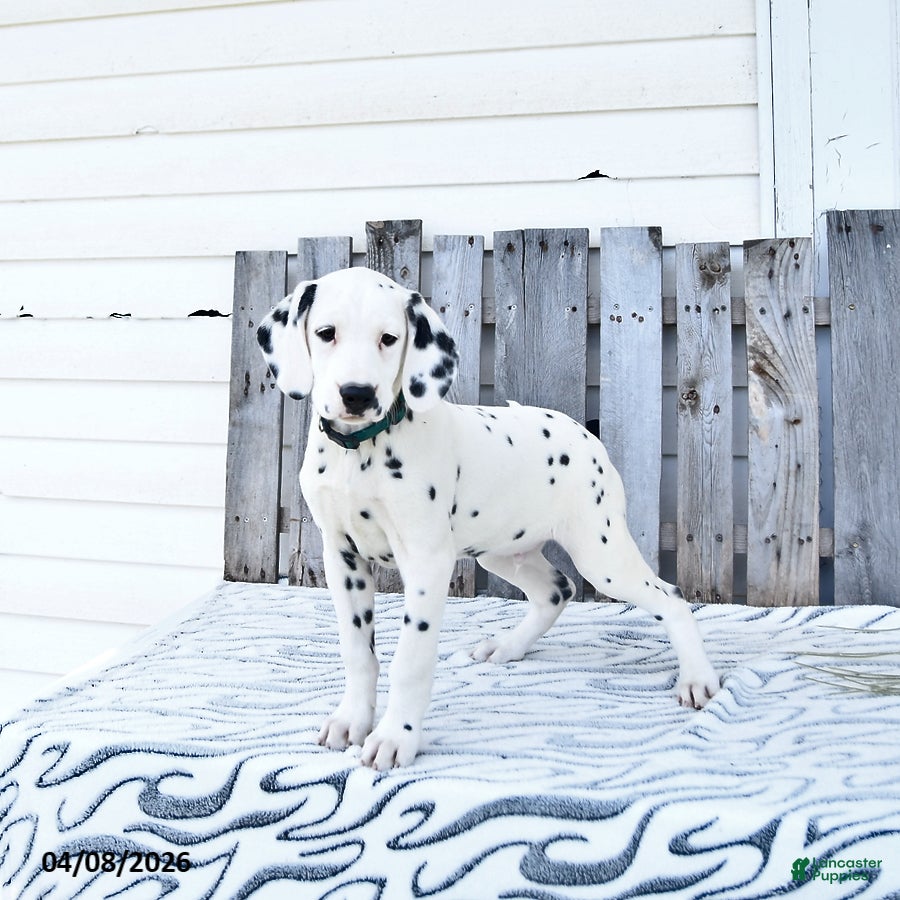 Dalmatian dogs Zephyr - Ad 1