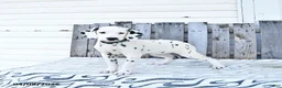 Dalmatian dogs for sale: Zephyr - Ad 1