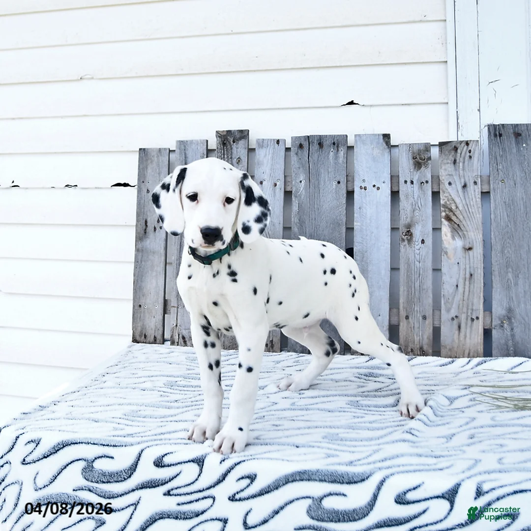 Dalmatian dogs for sale: Zephyr - Ad 1