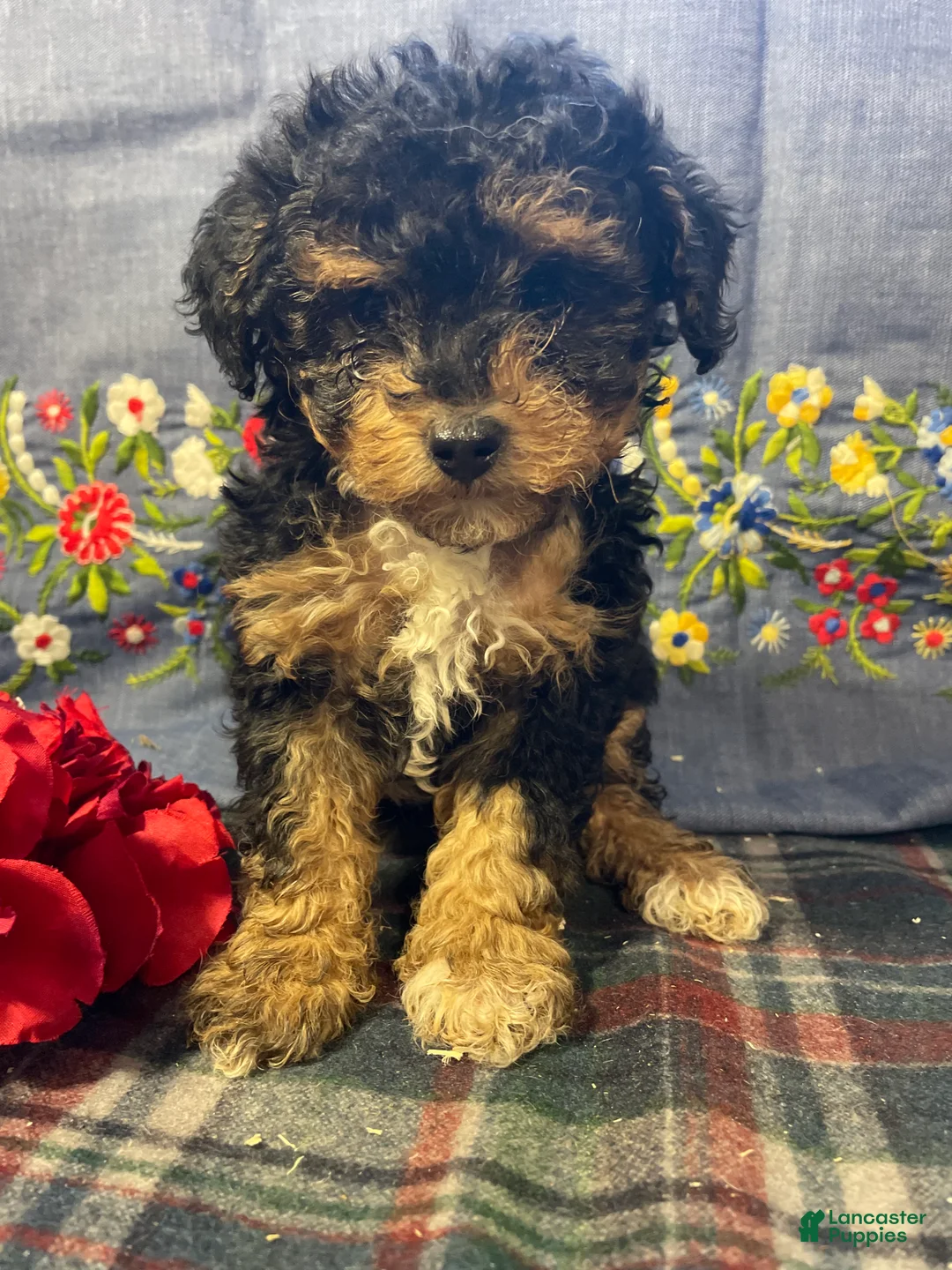 Yorkiepoo dogs for sale: Dottie - Ad 4