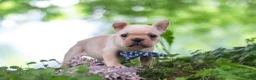 French Bulldog dogs for sale: Cody - Ad 11