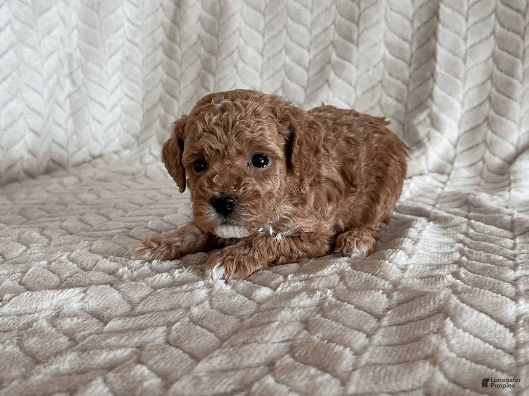 Toy Poodle dogs for sale: Ginger - Ad 2