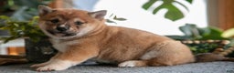 Shiba Inu dogs for sale: Buster - Ad 1
