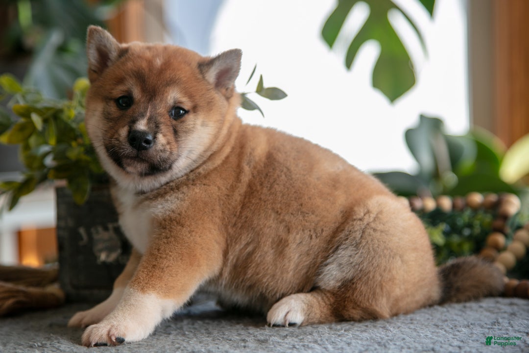 Shiba Inu dogs for sale: Buster - Ad 1