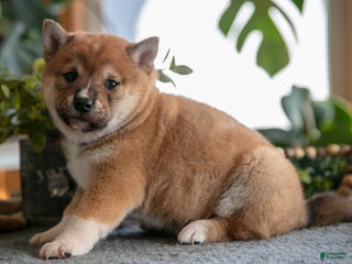 Shiba Inu dogs Buster - Ad 23