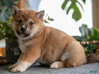 Shiba Inu dogs Buster - Ad 8