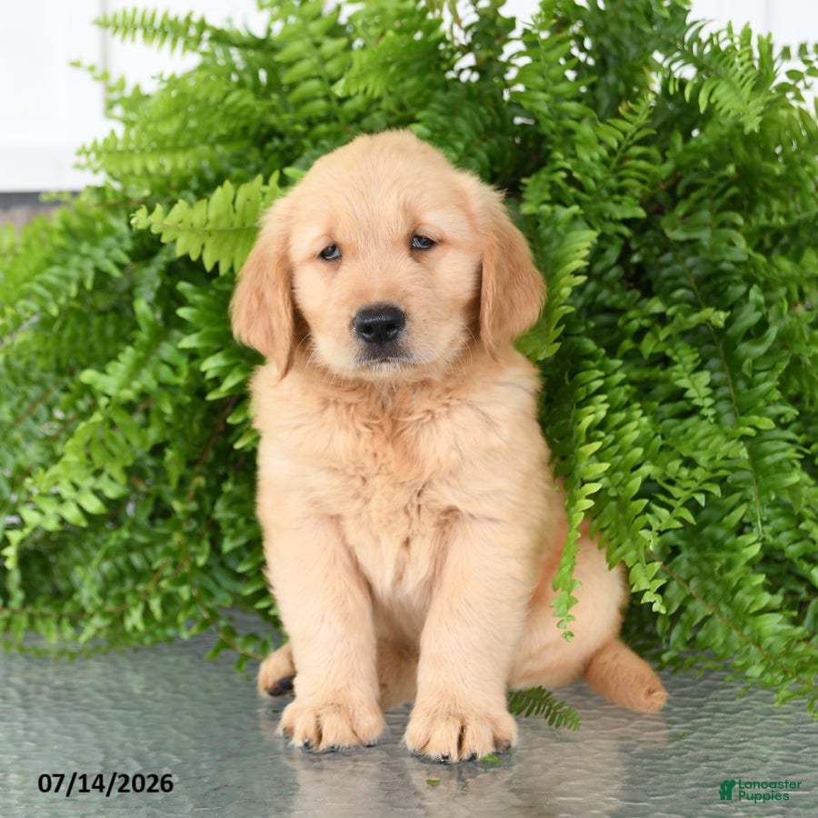 Golden Retriever dogs for sale: Nico - Ad 1